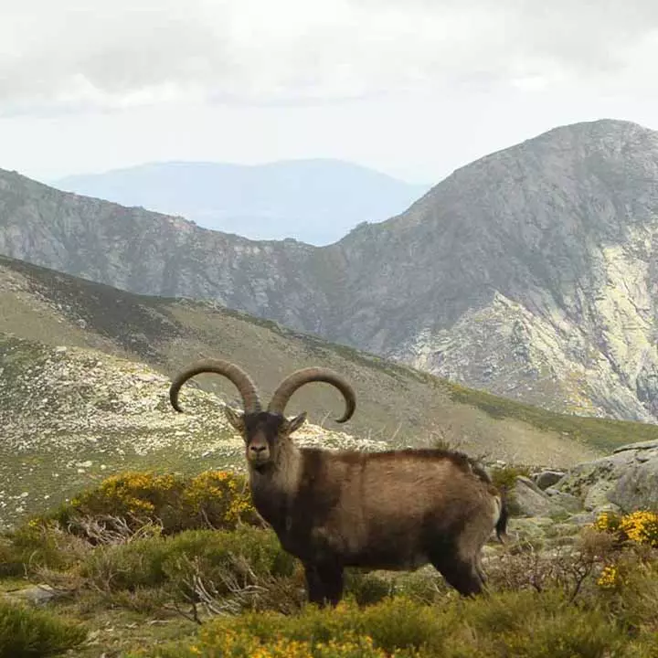 lafincadelchino-SIERRA-GREDOS