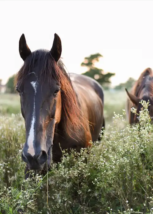 Horseback riding