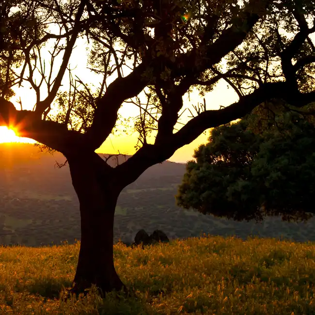 Campo Toledo