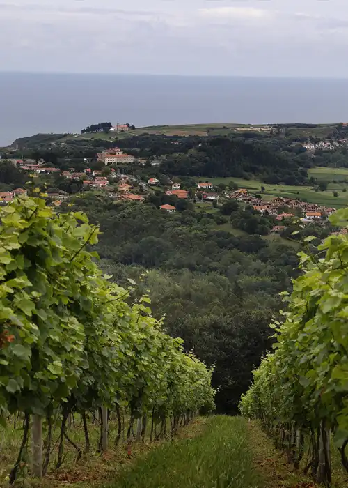 A vineyard by the sea