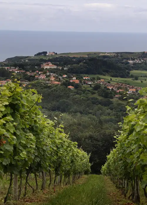 Un vignoble en bord de mer